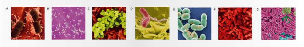 AMP Antimicrobial door